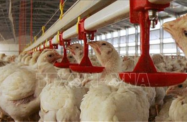 Israel dấy lên tranh cãi về cách nuôi gia súc đã bị châu Âu cấm hoàn toàn