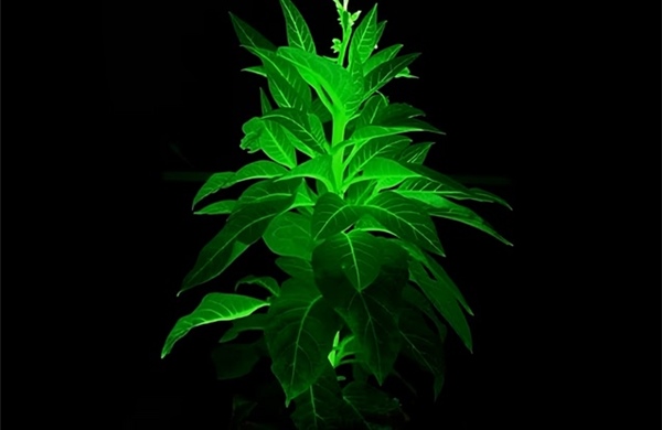 Giới khoa học Trung Quốc tạo ra cây có thể thắp sáng thành phố 