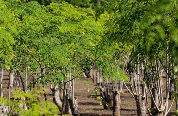'Cây kỳ diệu' loại bỏ 98% vi nhựa trong nước 
