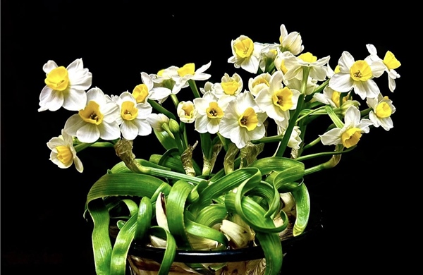 Thủy tiên lặng lẽ ấm nồng hương xưa