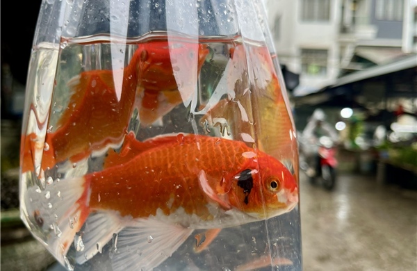 Nâng cao ý thức bảo vệ môi trường trong ngày ông Công ông Táo