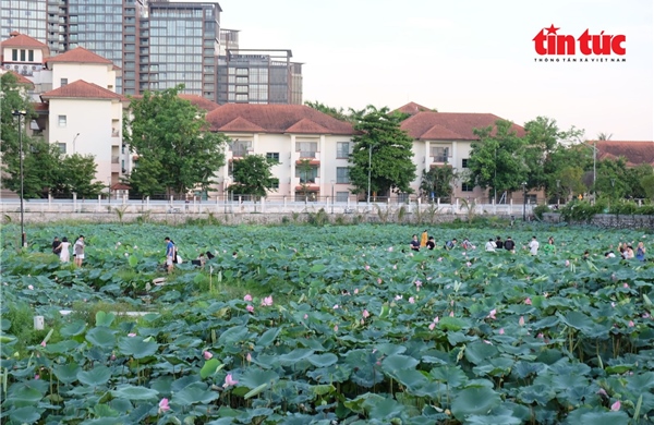 Hà Nội mùa sen tháng Sáu thơm ngát Tây Hồ