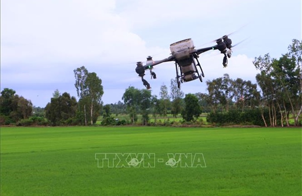 Chủ động phòng trừ sâu cuốn lá nhỏ, bảo vệ lúa Hè Thu