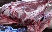 Trà Vinh kiểm soát chặt lợn thịt trước khi đưa vào cơ sở giết mổ Trà Vinh kiểm soát chặt lợn thịt trước khi đưa vào cơ sở giết mổ