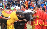 Lần đầu tiên, không bán vé xem lễ hội chọi trâu Đồ Sơn Lần đầu tiên, không bán vé xem lễ hội chọi trâu Đồ Sơn