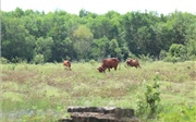 'Long đong' dự án Safari và khu nhà ở Đại học Quốc gia 'Long đong' dự án Safari và khu nhà ở Đại học Quốc gia