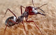 Kỳ lạ loài kiến nhanh nhất thế giới, mỗi giây chạy được 1 mét