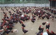 Chăn nuôi gà sạch thả đồi cho hiệu quả kinh tế cao ở Thanh Hóa Chăn nuôi gà sạch thả đồi cho hiệu quả kinh tế cao ở Thanh Hóa