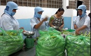 Hàng nghìn hộ nông dân giỏi ở Bình Định thành lập doanh nghiệp