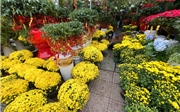 Hoa Tết nhộn nhịp 'xuống phố' 