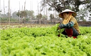 Chuẩn bị nguồn cung rau màu phục vụ thị trường Tết