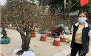 Cây đào 40 tuổi cho thuê hơn chục triệu đồng