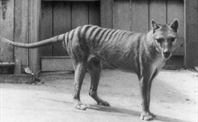 Phục hồi thành công RNA của hổ đã tuyệt chủng