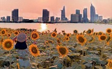 TP Hồ Chí Minh sắp có điểm check-in hoa hướng dương dọc bờ sông Sài Gòn