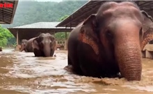 Giải cứu hàng trăm con voi do lũ lụt nghiêm trọng ở Chiang Mai