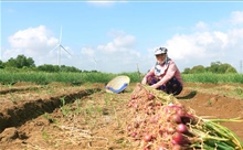 Nông dân Sóc Trăng kỳ vọng vào vụ hành tím sớm