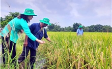 TP Hồ Chí Minh phát triển vùng sản xuất lúa, gạo ST25 hữu cơ