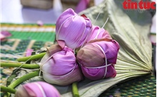 Nghệ thuật ướp trà sen - Nét văn hóa thanh tao của người Hà Nội