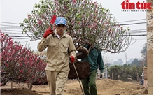 Chi hàng chục triệu đồng mỗi ngày để &#39;hồi sinh&#39; vườn đào sau Tết