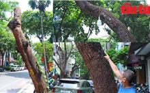 Hà Nội: Tình trạng cây xanh chết khô, ‘mòn mỏi’ chờ thay thế
