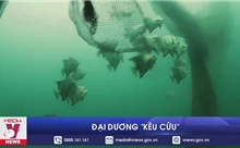 Đại dương &#39;kêu cứu&#39;