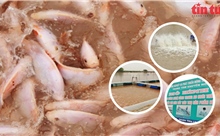 ‘Gặt’ thành công với nuôi cá &#39;sông trong ao&#39;