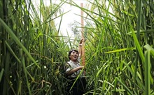 Vụ lúa lai khổng lồ đầu tiên ở Trung Quốc sẵn sàng thu hoạch