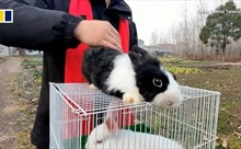 Nhu cầu nuôi thỏ làm thú cưng nở rộ ở Trung Quốc