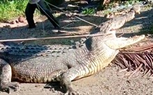 Người đàn ông Indonesia dùng dây thừng bắt cá sấu khổng lồ