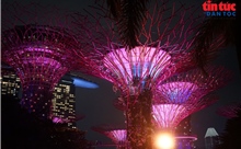 Đêm rực rỡ dưới những ‘siêu cây khổng lồ' ở Singapore