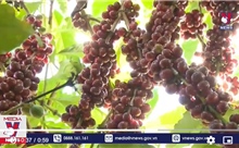 EU cấm nhập cà phê, ca cao trồng tại rừng suy thoái