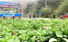 Du khách ‘lạc lối’ trong sắc hoa xuân cao nguyên trắng Bắc Hà