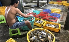 Ngày Xuân đi chợ hải sản Hàm Ninh 