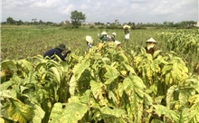 Hồn quê chắt chiu từ đất mặn làm nên hương khói thuốc lào