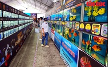 Lễ hội cá cảnh TP Hồ Chí Minh mở ra cơ hội xuất khẩu cho nông hộ