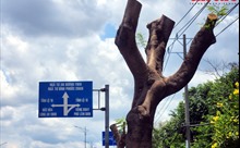  TP Hồ Chí Minh: Cắt ngọn cây xanh để đảm bảo an toàn lưới điện