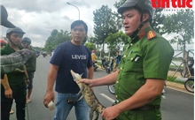 TP Hồ Chí Minh: Đã bắt được cá sấu trên kênh Nước Đen