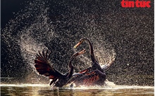 ‘Vũ điệu từ thiên nhiên’ lan tỏa tình yêu đa dạng sinh học Việt Nam