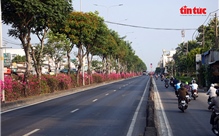 Hoa giấy phủ sắc rực rỡ trên nhiều tuyến đường cửa ngõ TP Hồ Chí Minh