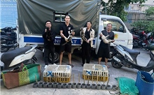 Công an TP Hồ Chí Minh triệt xóa nhóm chuyên trộm cắp, tiêu thụ mèo quy mô lớn