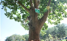 Chiêm ngưỡng 1.000 gốc trà cổ tại Lễ hội Trà quốc tế 2025