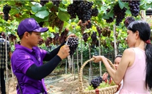 Thích thú tham quan, trải nghiệm vườn nho trĩu quả giữa lòng TP Hồ Chí Minh