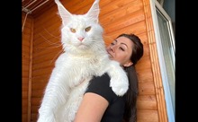 Con mèo trắng tại Nga được coi là to lớn nhất thế giới