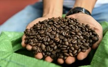 AFP phản ánh về tâm huyết của người nông dân Việt Nam với cà phê robusta