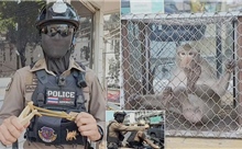 Video cảnh sát Thái Lan dùng súng cao su đối phó các &#39;băng đảng khỉ&#39;