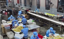 Băng dính từ tre mở hướng giảm ô nhiễm nhựa