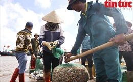 Nam Định: Tấp nập chợ cá Giao Hải