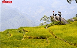 Y Tý rực rỡ sắc vàng mùa lúa chín