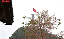 Sắc hoa Anh Đào dưới chân Cột cờ Lũng Cú