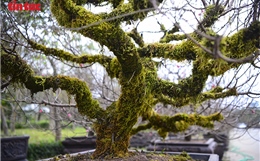 Đào cổ thụ Tây Bắc xuống phố Thủ đô, giá thuê hàng chục triệu đồng